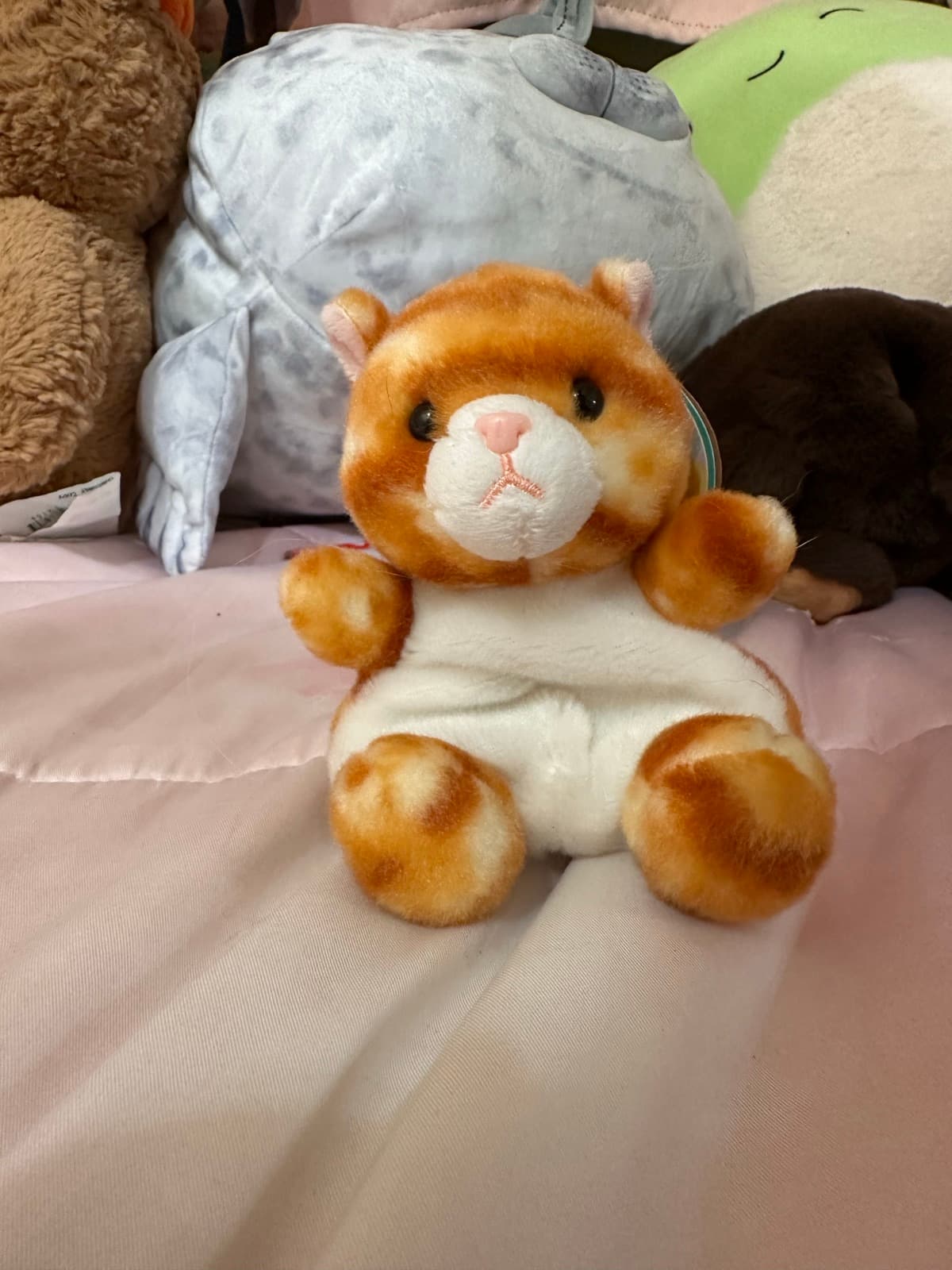 Ginger Tabby Cat