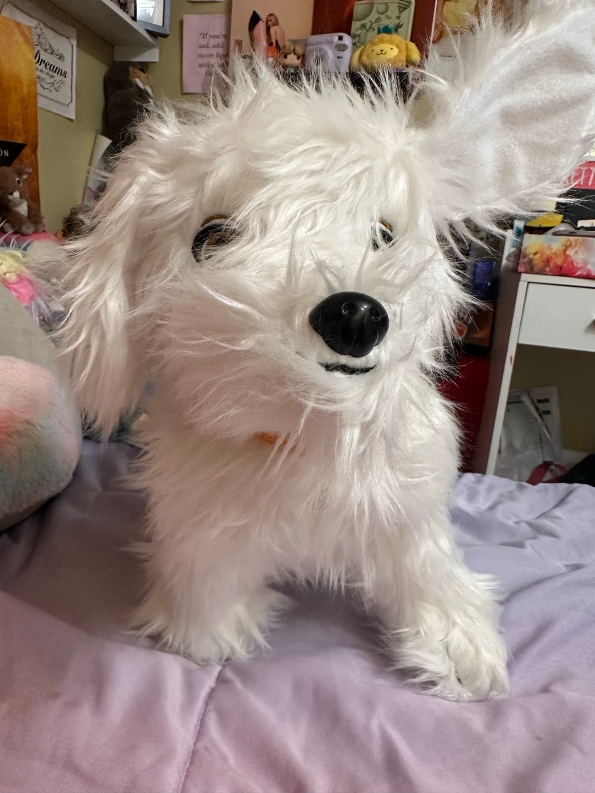 Shaggy White Dog